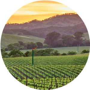 togni vineyard. Rolling hills and golden sunset
