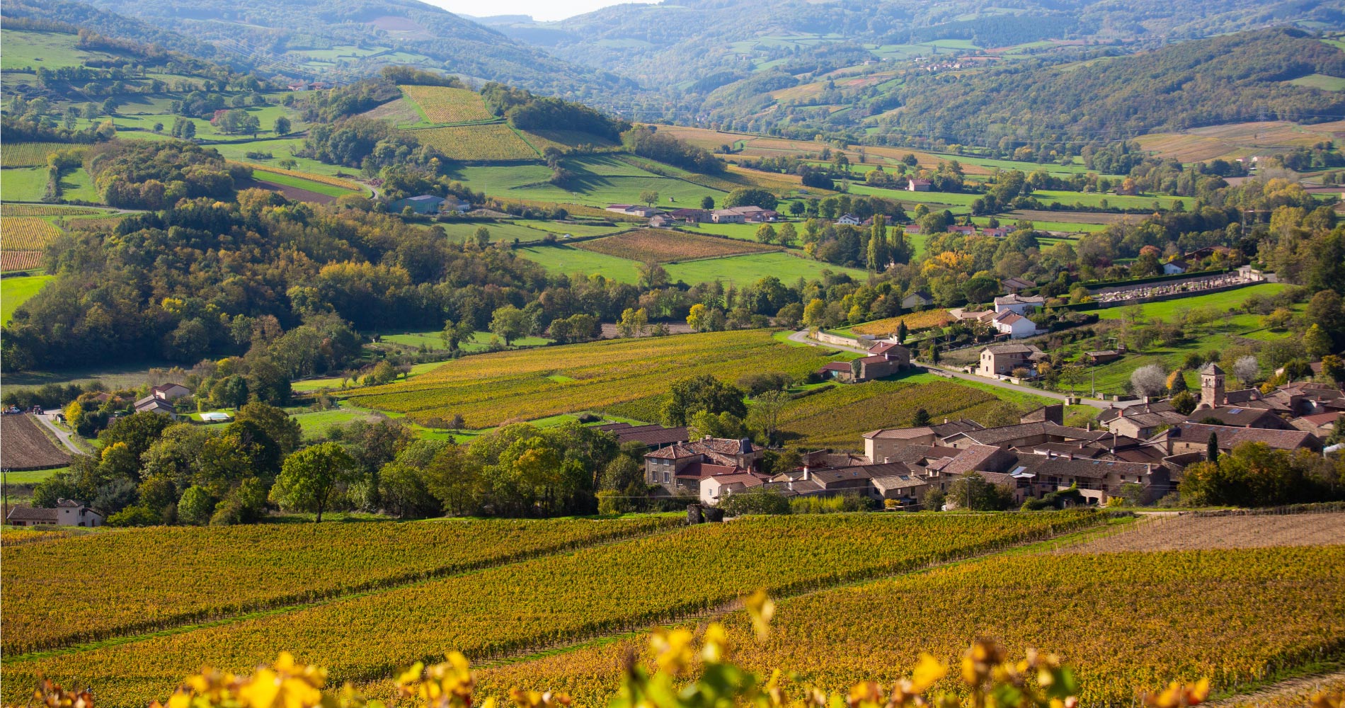 wine vineyard with mountains in the distance and buildings