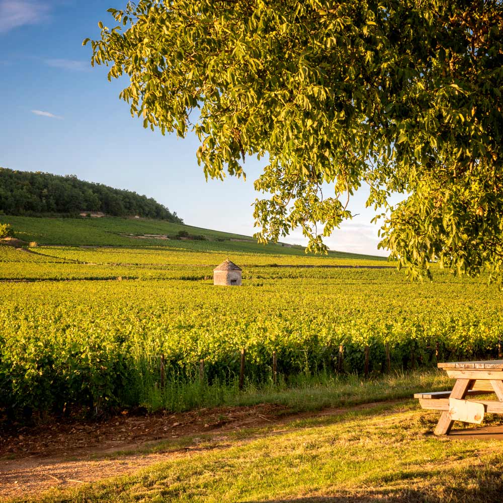 Savigny-lès-Beaune Vineyard