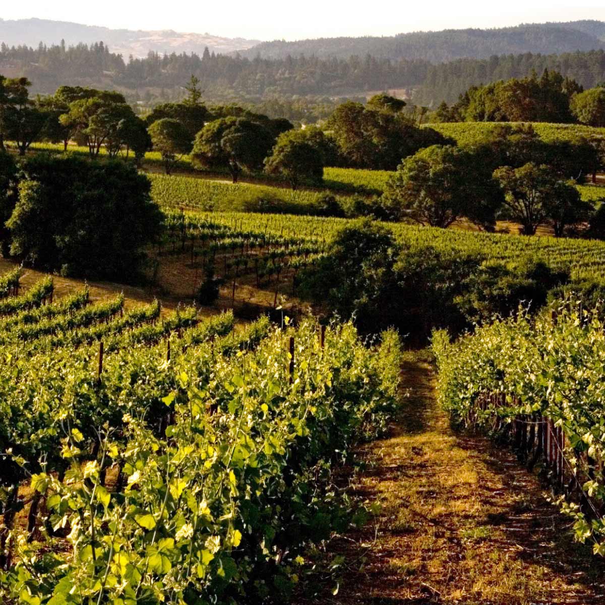 An Evening of Ridge Vineyards Tasting at MM Kitchen Studio